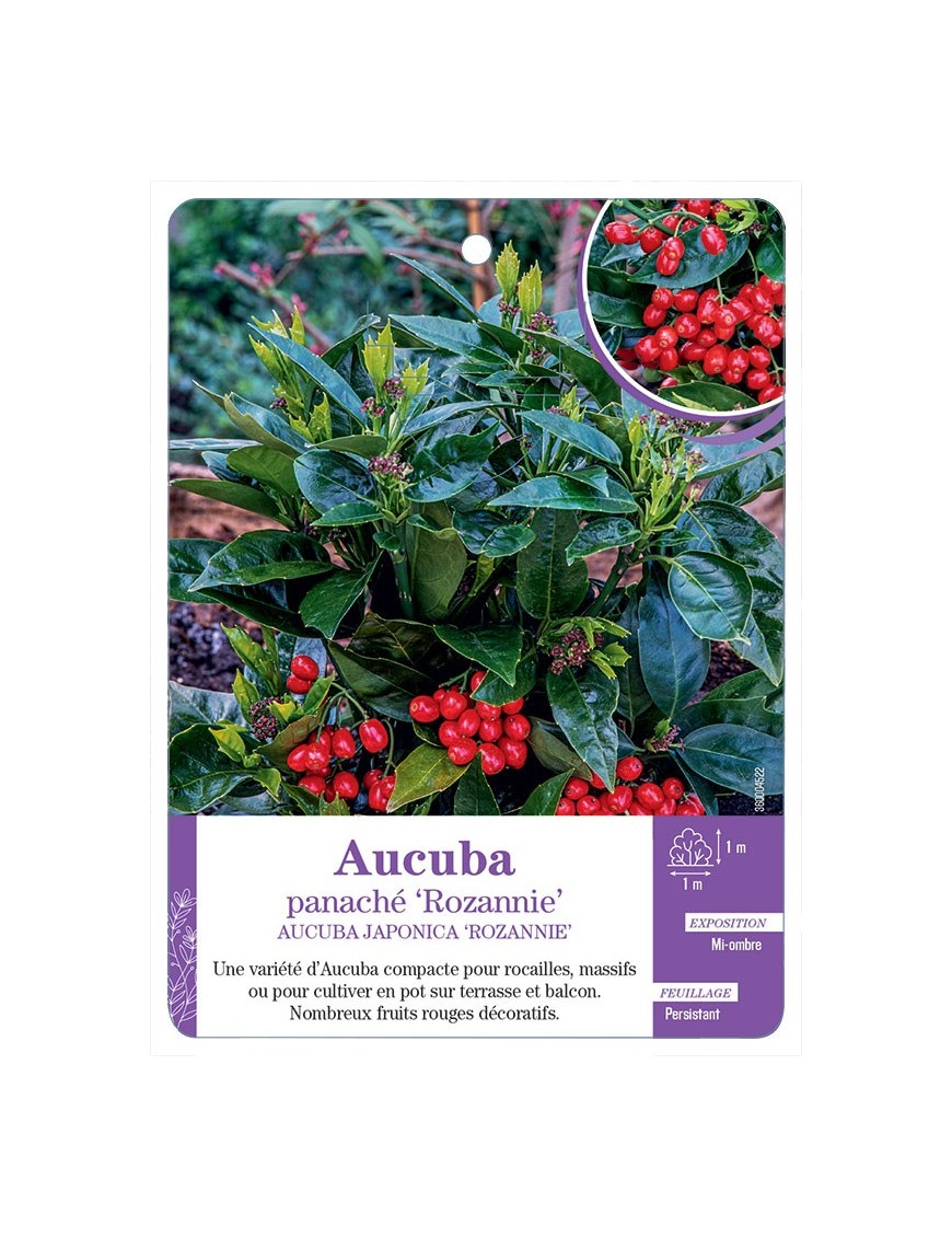 AUCUBA JAPONICA ROZANNIE voir Aucuba panaché