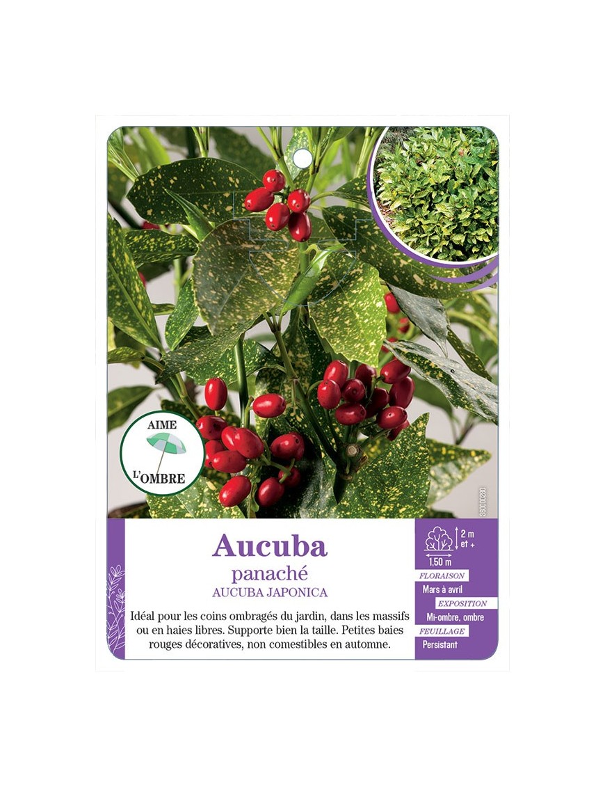 AUCUBA JAPONICA voir Aucuba panaché