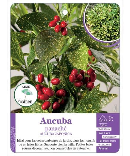 AUCUBA JAPONICA voir Aucuba panaché