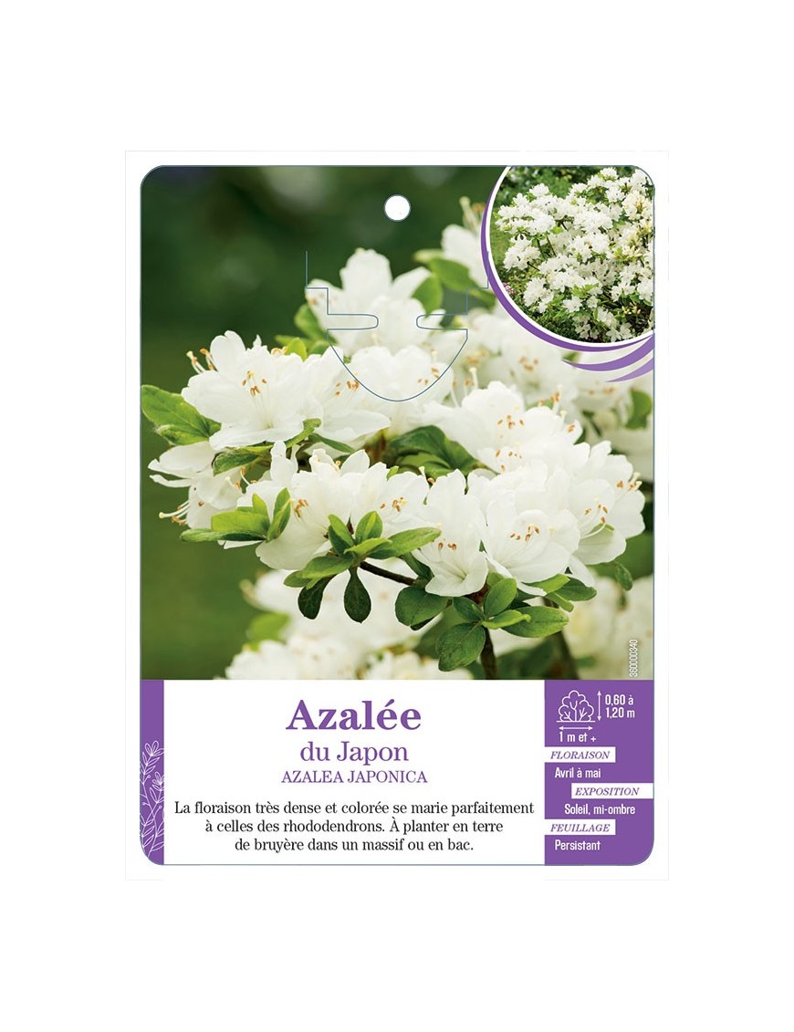 AZALEA JAPONICA voir Azalée du Japon (blanc)