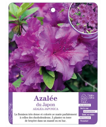 AZALEA JAPONICA voir Azalée du Japon (mauve)
