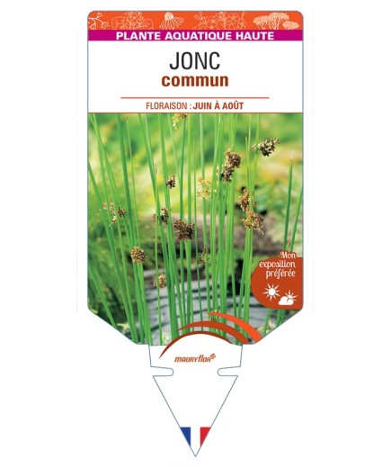JUNCUS effusus voir Jonc commun