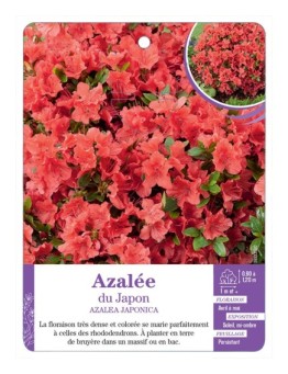 AZALEA JAPONICA voir Azalée du Japon (orange)