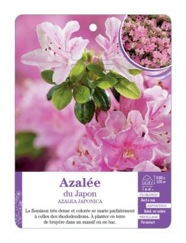AZALEA JAPONICA voir Azalée du Japon (rose tendre)