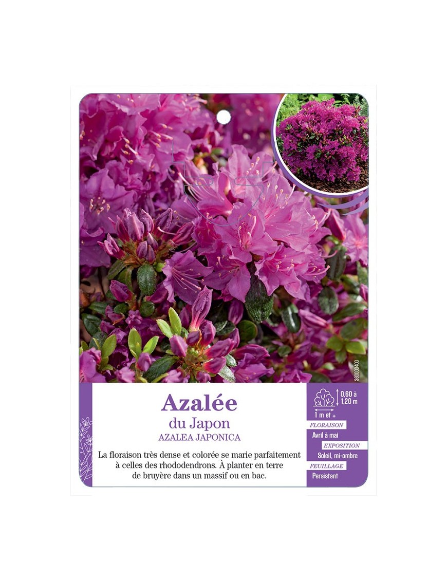 AZALEA JAPONICA voir Azalée du Japon (violet)