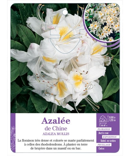 AZALEA MOLLIS voir Azalée de Chine (blanc)