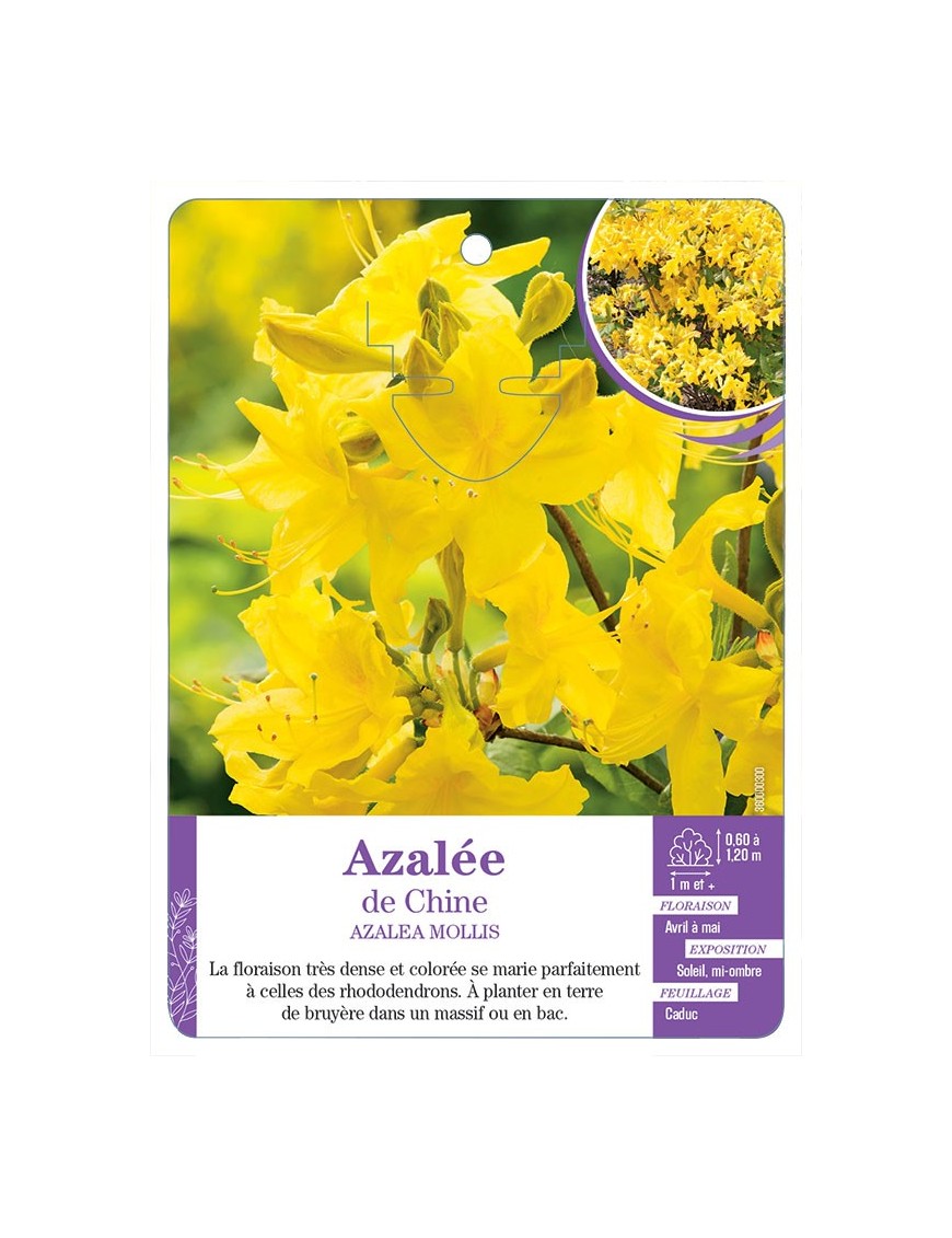 AZALEA MOLLIS voir Azalée de Chine (jaune)