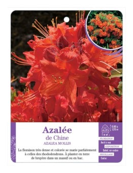 AZALEA MOLLIS voir Azalée de Chine (orange)