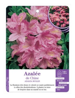 AZALEA MOLLIS voir Azalée de Chine (rose)