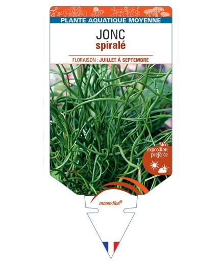 JUNCUS effusus 'Spiralis' voir Jonc Spiralé