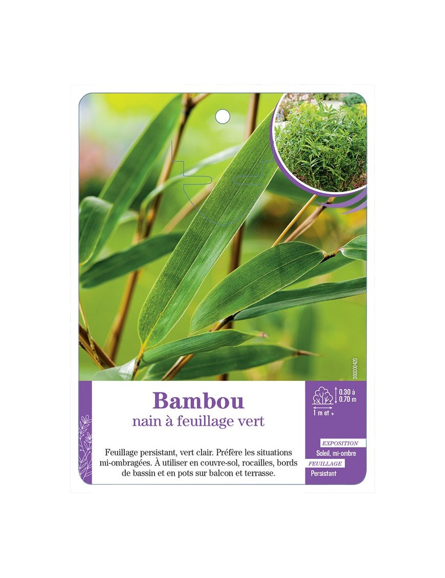 BAMBOU NAIN À FEUILLAGE VERT