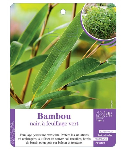 BAMBOU NAIN À FEUILLAGE VERT