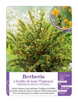 BERBERIS BUXIFOLIA PYGMAEA voir Berberis à feuille de buis