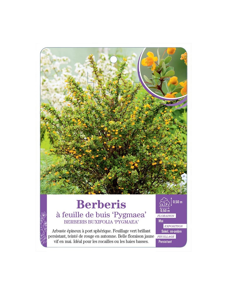 BERBERIS BUXIFOLIA PYGMAEA voir Berberis à feuille de buis