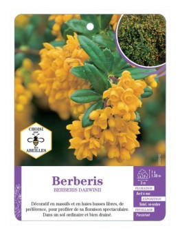 BERBERIS DARWINII