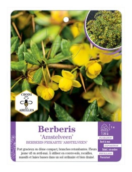 BERBERIS FRIKARTII AMSTELVEEN