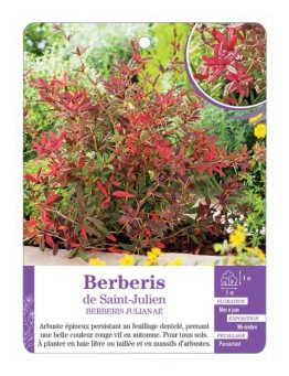 BERBERIS JULIANAE voir Berberis de Saint-Julien