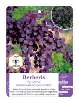 BERBERIS OTTAWENSIS SUPERBA