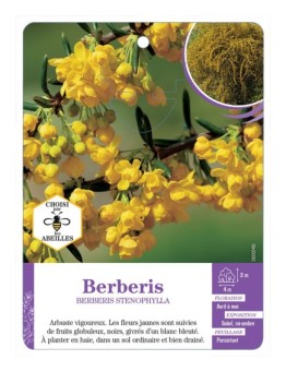 BERBERIS STENOPHYLLA