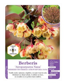 BERBERIS THUNBERGII ATROPURPUREA NANA