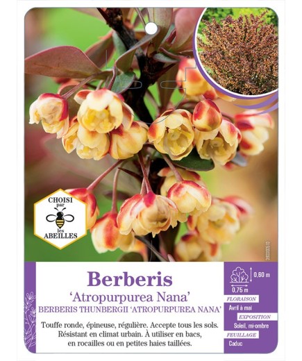 BERBERIS THUNBERGII ATROPURPUREA NANA