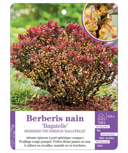 BERBERIS THUNBERGII BAGATELLE voir Berberis nain