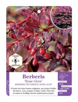 BERBERIS THUNBERGII ROSE GLOW