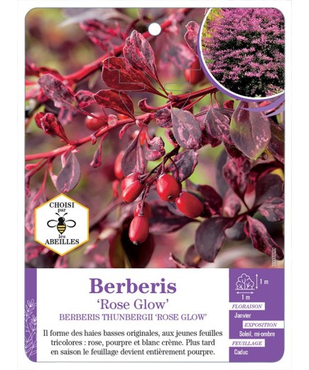 BERBERIS THUNBERGII ROSE GLOW