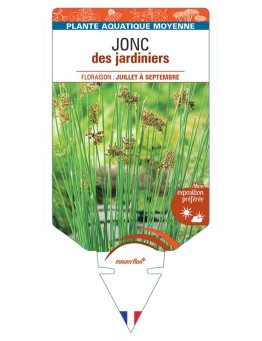JUNCUS inflexus voir Jonc des jardiniers