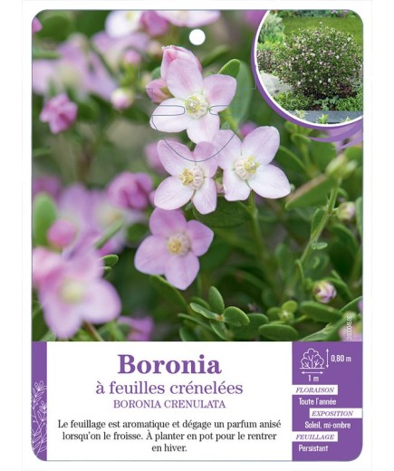 BORONIA CRENULATA voir Boronia à feuilles crénelées