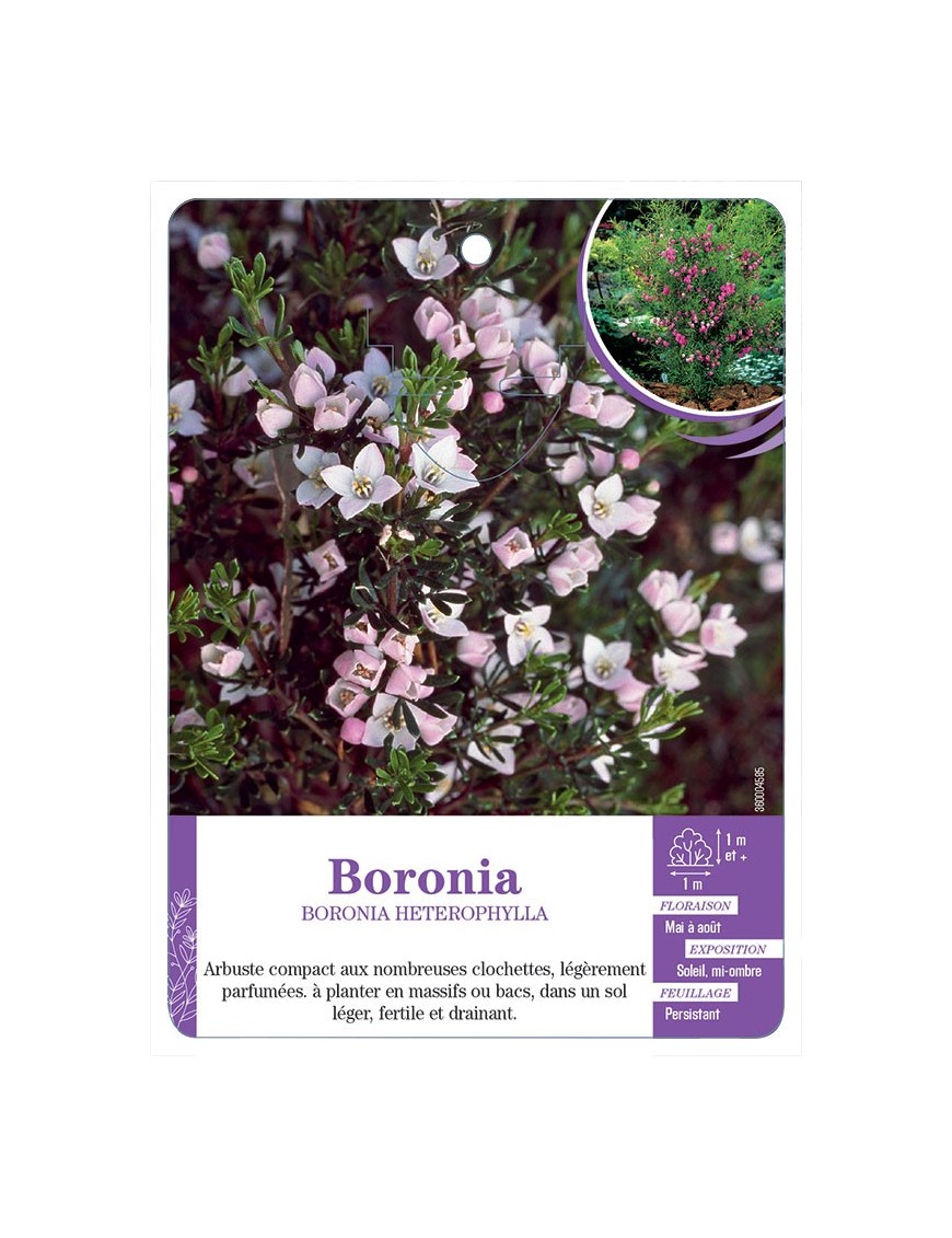 BORONIA HETEROPHYLLA