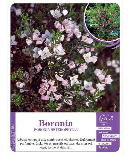 BORONIA HETEROPHYLLA