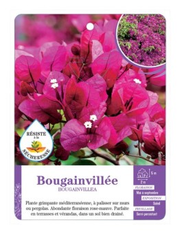BOUGAINVILLEA voir Bougainvillée (rose mauve)