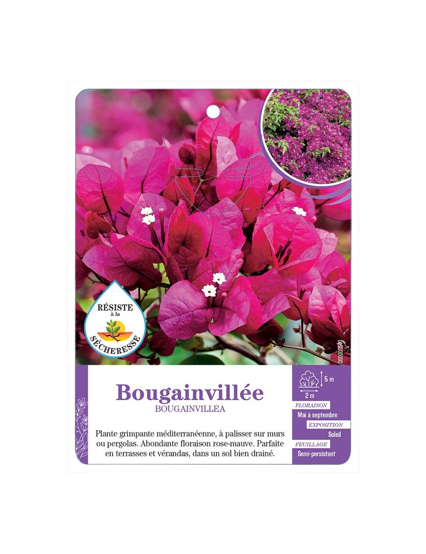BOUGAINVILLEA voir Bougainvillée (rose mauve)