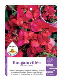BOUGAINVILLEA voir Bougainvillée (rouge)