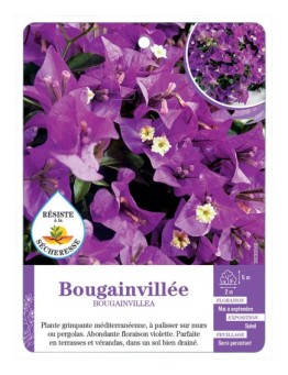 BOUGAINVILLEA voir Bougainvillée (violet)