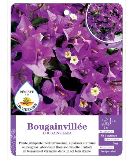BOUGAINVILLEA voir Bougainvillée (violet)