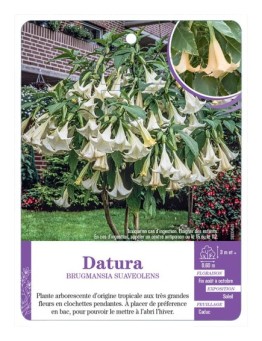 BRUGMANSIA SUAVEOLENS voir Datura (blanc)
