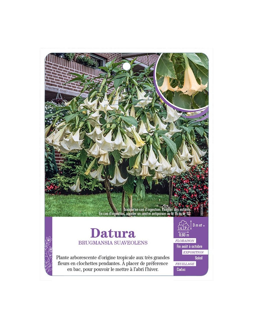 BRUGMANSIA SUAVEOLENS voir Datura (blanc)
