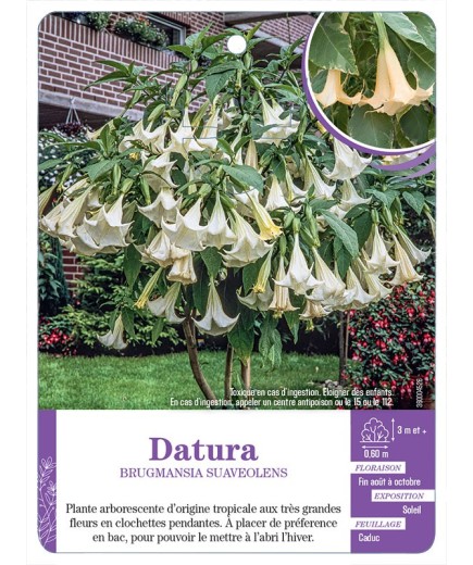BRUGMANSIA SUAVEOLENS voir Datura (blanc)