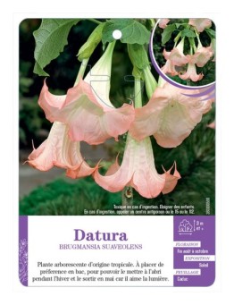BRUGMANSIA SUAVEOLENS voir Datura (rose)