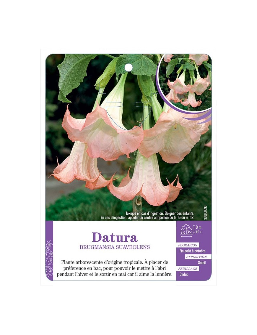 BRUGMANSIA SUAVEOLENS voir Datura (rose)