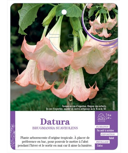 BRUGMANSIA SUAVEOLENS voir Datura (rose)
