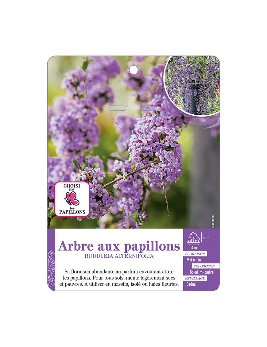 BUDDLEJA ALTERNIFOLIA voir Arbre aux papillons