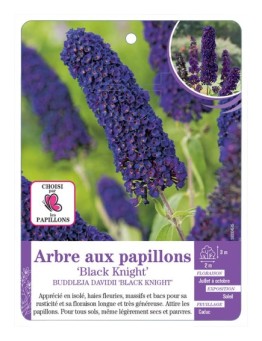 BUDDLEJA DAVIDII BLACK KNIGHT voir Arbre aux papillons