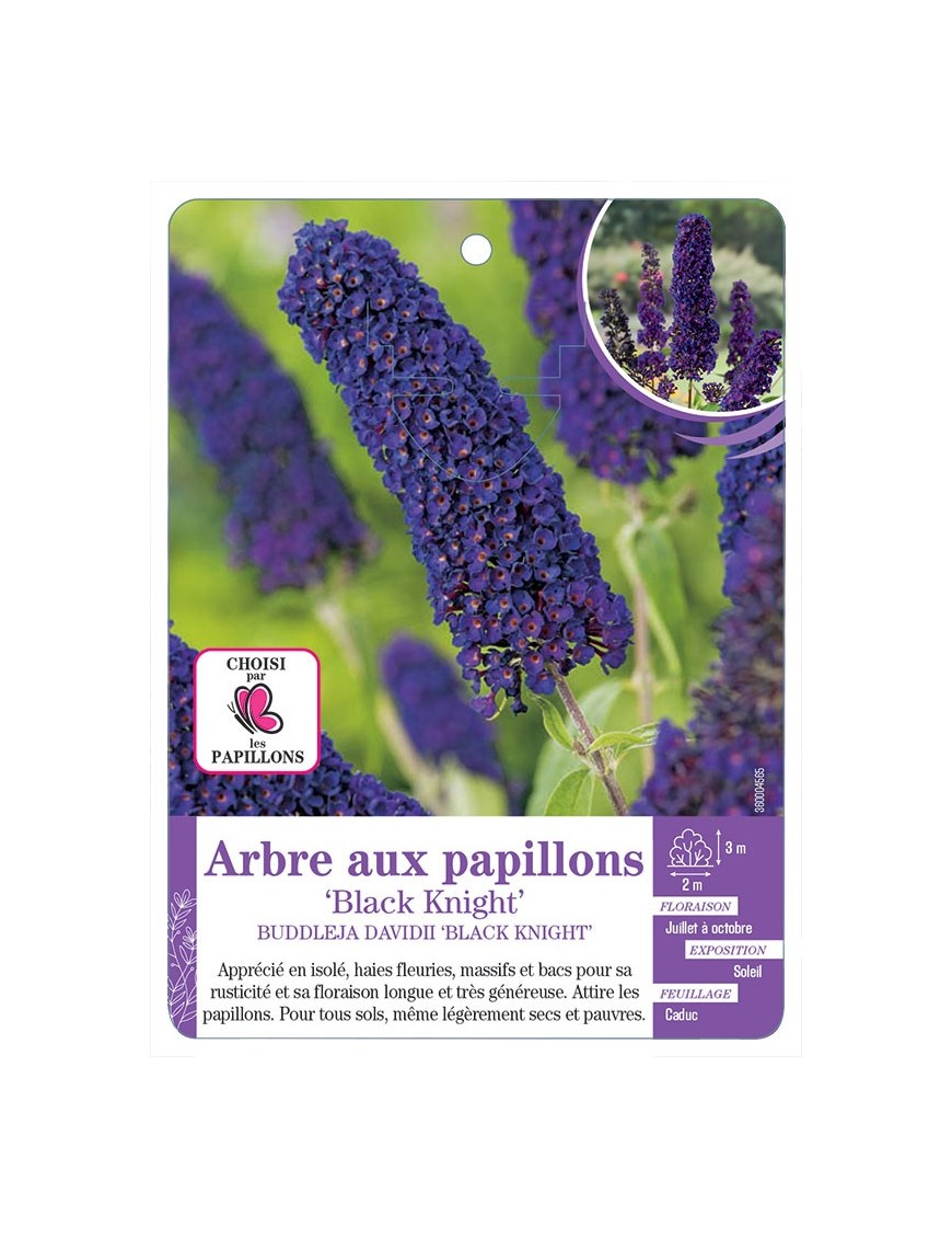 BUDDLEJA DAVIDII BLACK KNIGHT voir Arbre aux papillons