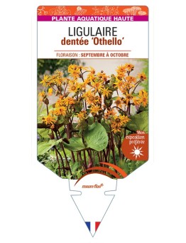 LIGULARIA dentata Othello voir Ligulaire dentée Othello