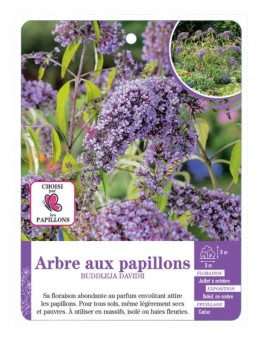BUDDLEJA DAVIDII voir Arbre aux papillons (bleu clair)