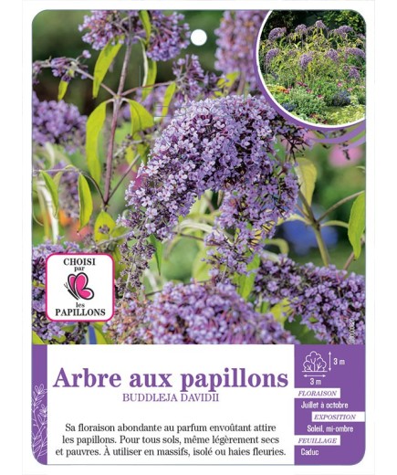 BUDDLEJA DAVIDII voir Arbre aux papillons (bleu clair)