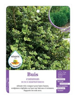 BUXUS SEMPERVIRENS voir Buis commun